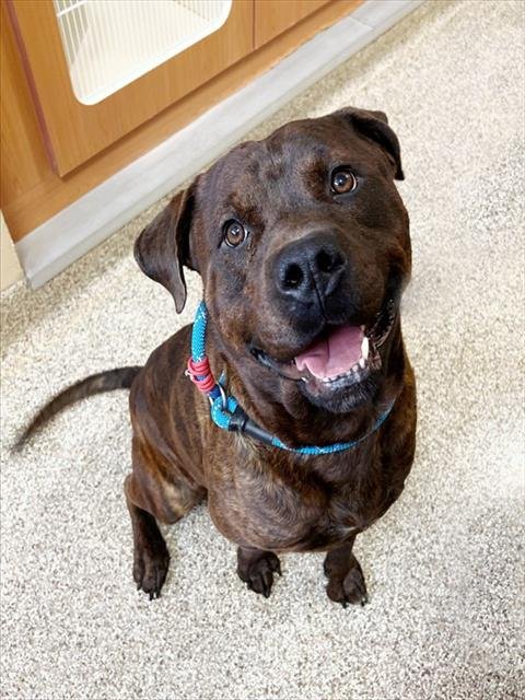 BIG MAC - Pit Bull Terrier available for adoption