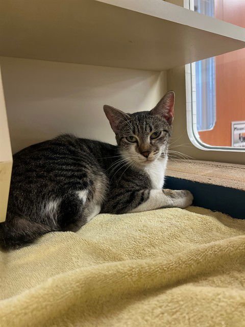 ALLIE - Domestic Short Hair available for adoption