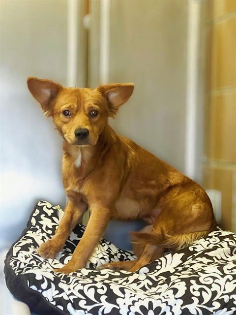 CHESTNUT - Terrier available for adoption