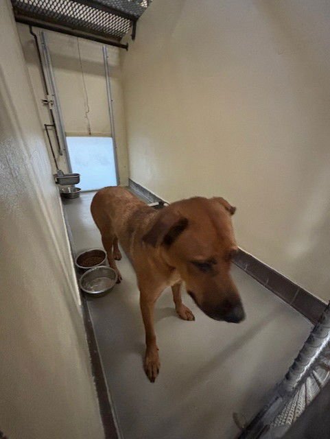 MILLIE - Hound available for adoption