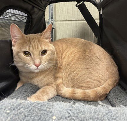 SIMBA - Domestic Short Hair available for adoption