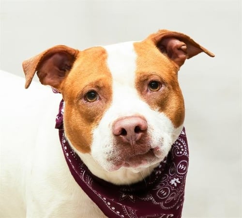 COCO - Terrier available for adoption