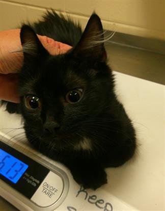 VIVI - Domestic Medium Hair available for adoption