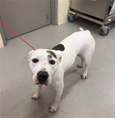 CELINE - Staffordshire Bull Terrier available for adoption