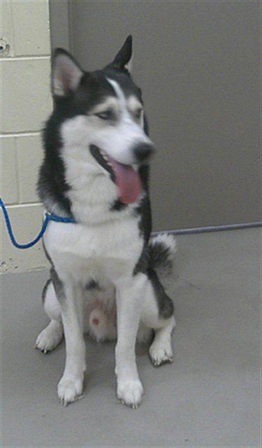 AXEL - Siberian Husky available for adoption