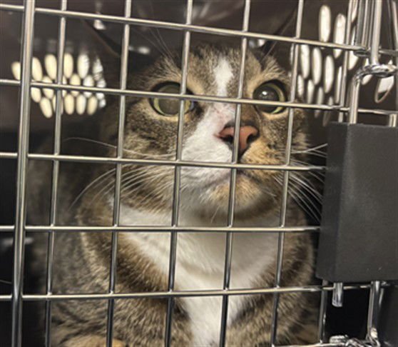 JASON - Domestic Short Hair available for adoption