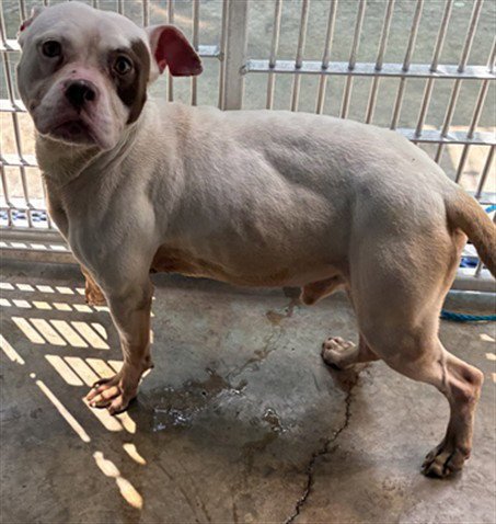 ICE - Terrier available for adoption