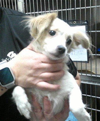 ANGEL - Maltese / Chihuahua available for adoption