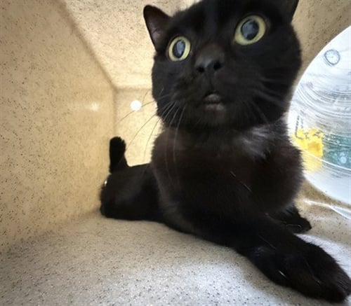 MAX - Domestic Short Hair available for adoption
