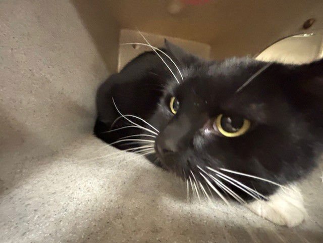 BOOTS - Domestic Short Hair available for adoption