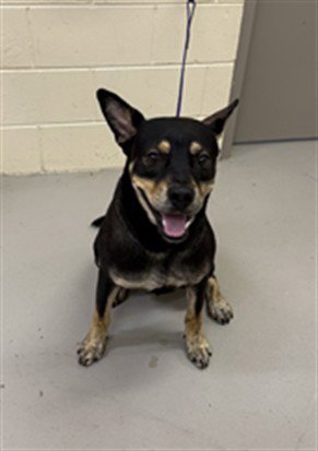BLAZE - German Shepherd Dog available for adoption
