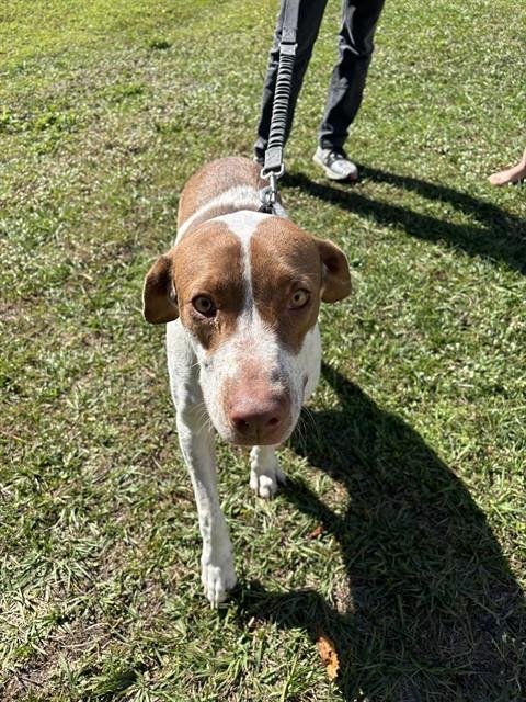 THUMPER - German Shorthaired Pointer available for adoption