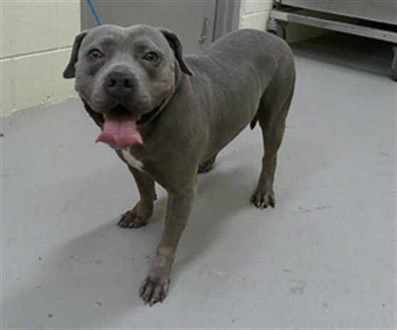 BLU - Terrier available for adoption