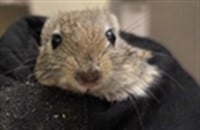 PEANUT - Photo 1