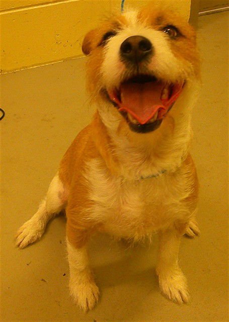 PRINCE BLEU - Parson Russell Terrier / Chihuahua available for adoption