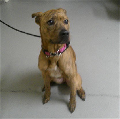 REMI - Terrier available for adoption