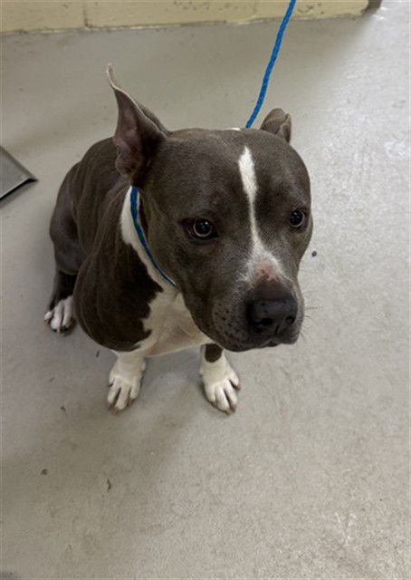 ATLAS - American Pit Bull Terrier available for adoption