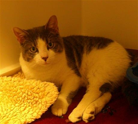 CHRISTMAS TREE - Domestic Short Hair available for adoption