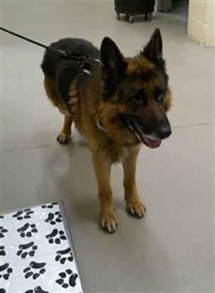 OSO - German Shepherd Dog available for adoption
