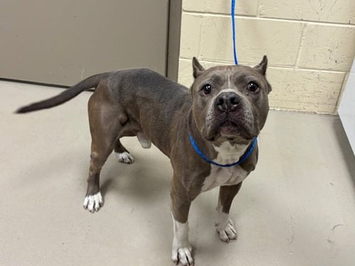 DONDOTA - Terrier available for adoption
