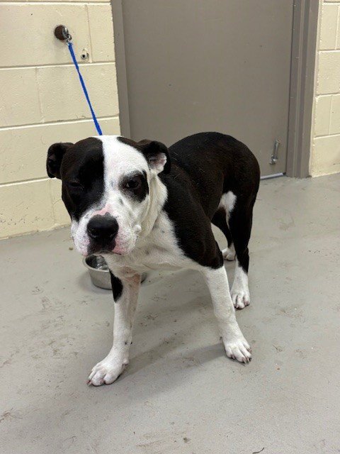 NEO - Terrier available for adoption