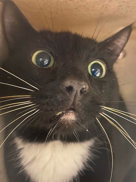 TIM - Domestic Short Hair available for adoption