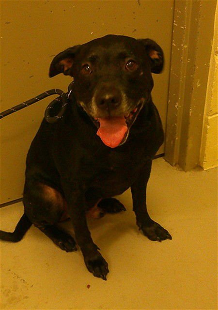 BAXTER - Labrador Retriever available for adoption