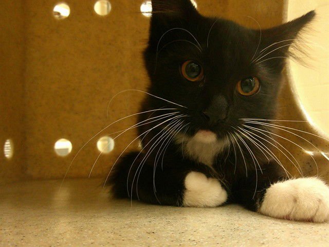 BELLE - Domestic Short Hair available for adoption