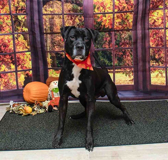 BLASTER - Labrador Retriever available for adoption