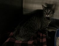 PINKY - Photo 1