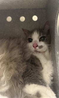 FLOOF - Photo 1