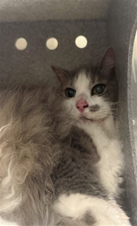 FLOOF - Domestic Long Hair available for adoption
