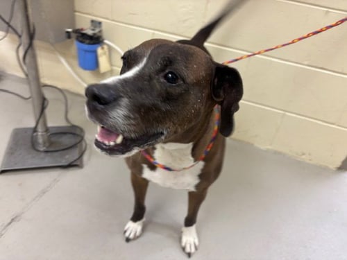 BRANDY - Beagle available for adoption