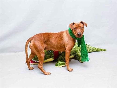 NANI - Labrador Retriever available for adoption