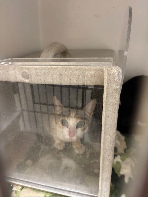 TWIX - Domestic Short Hair available for adoption