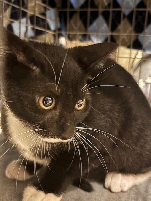 PENGUIN - Domestic Short Hair available for adoption