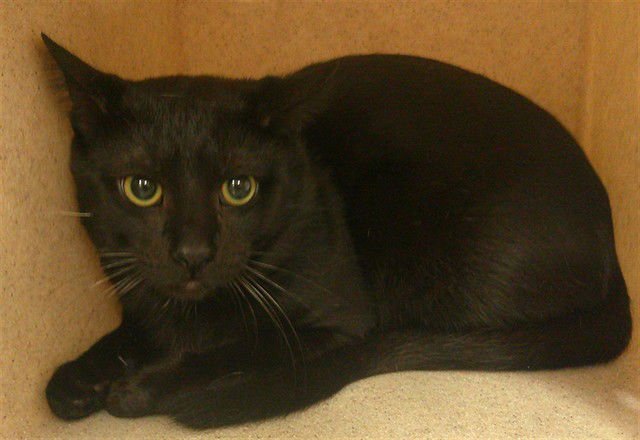 JACK BLACK - Domestic Short Hair available for adoption
