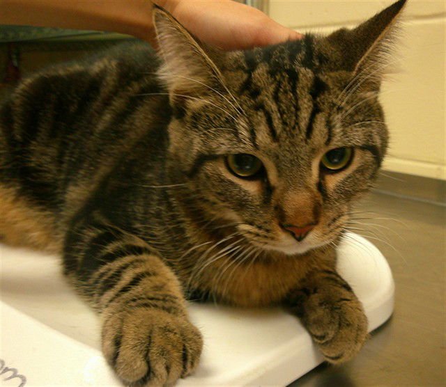 ZINN - Domestic Short Hair available for adoption