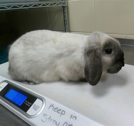 BASIL - Holland Lop available for adoption
