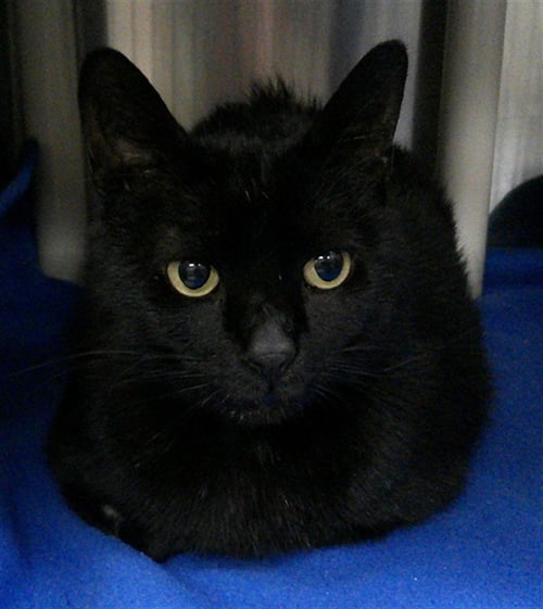 MIDNIGHT - Domestic Short Hair available for adoption