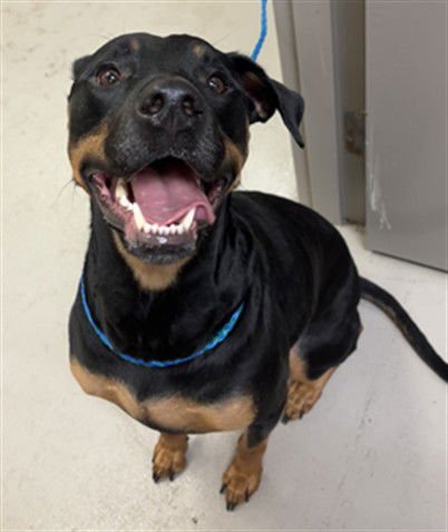 TOOTHLESS - Rottweiler available for adoption