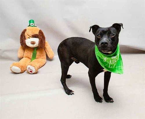 PEBBLES - Labrador Retriever available for adoption