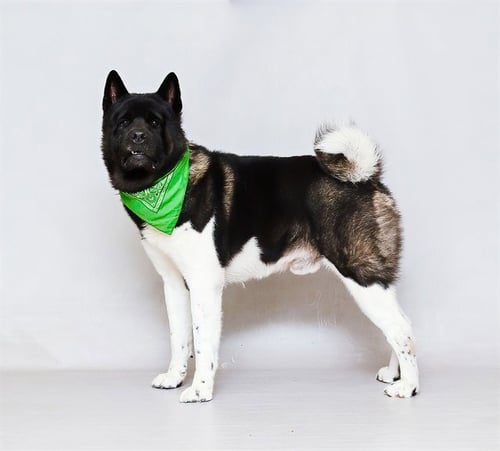 DOJO - Akita available for adoption