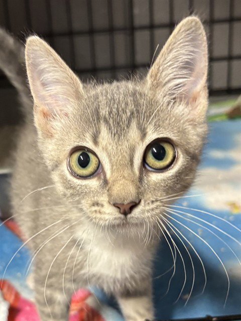 ANGELICA - Domestic Medium Hair available for adoption