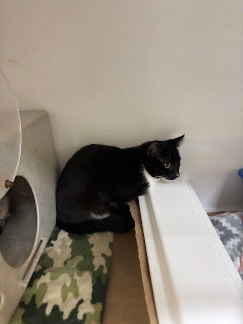 SOOTY - Domestic Short Hair available for adoption