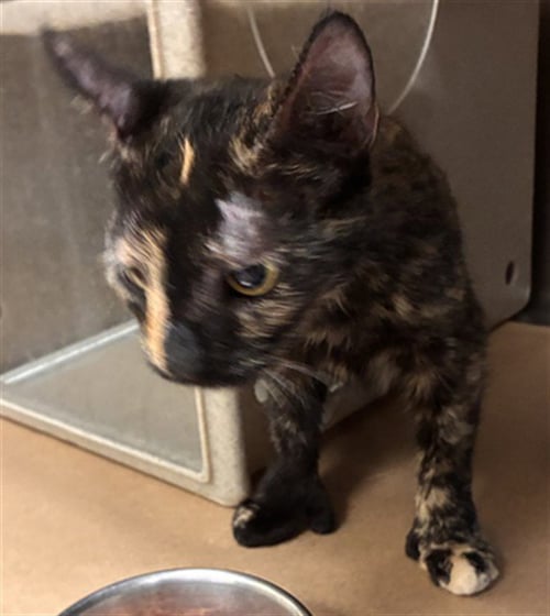 LENNON - Domestic Short Hair available for adoption