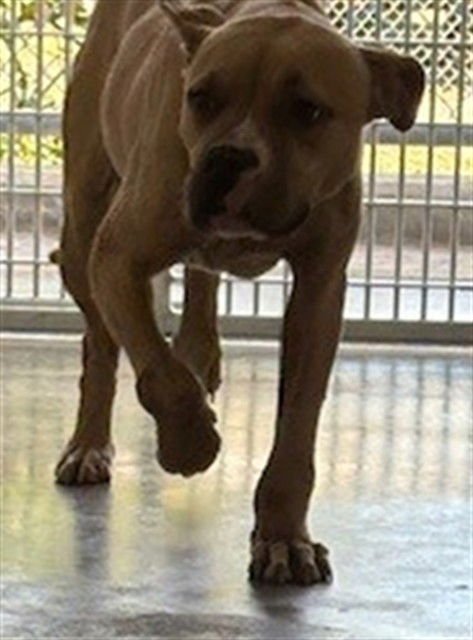 SHAMROCK - Pit Bull Terrier available for adoption