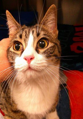 OLIVIA - Domestic Short Hair available for adoption