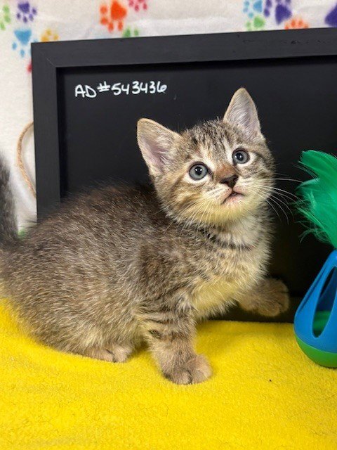 TEAH - Domestic Short Hair available for adoption
