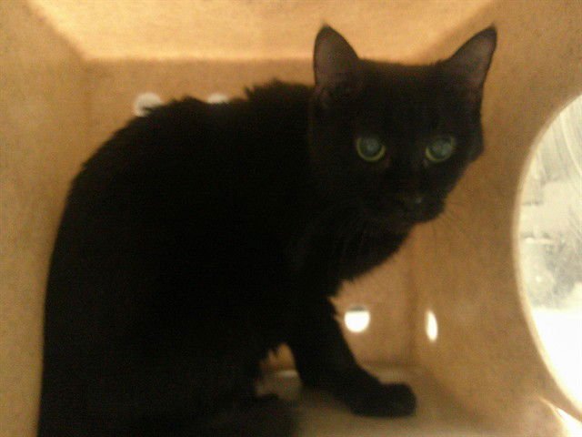 PARIS - Domestic Short Hair available for adoption